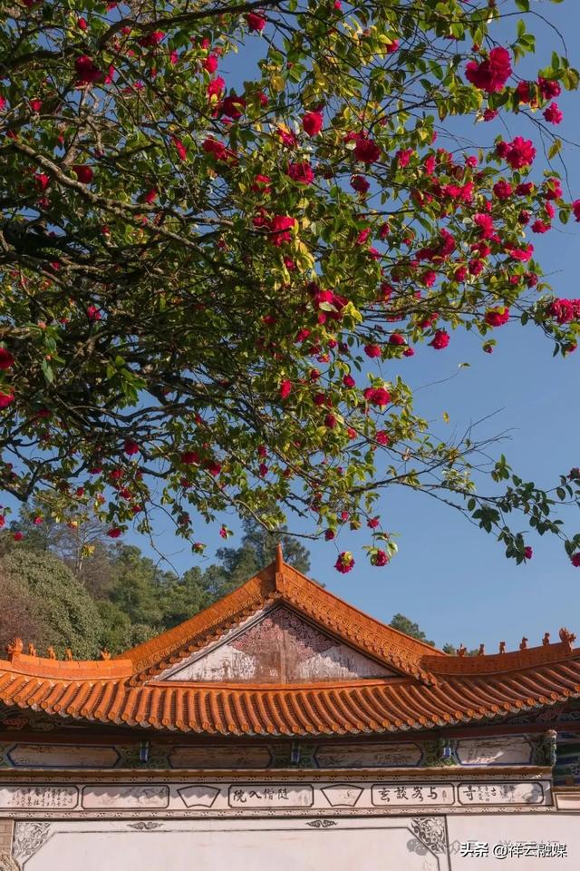 旅居祥云丨春来赏花 水目山“云南茶花王”如约绽放