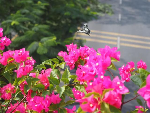 龙岗秋冬浪漫打卡指南来了！瀑布花海、空中花路…这份粉色攻略快收好！