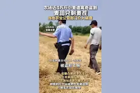 农户近4万斤小麦被收割机偷割后续:当事人发声 警方介入 评论炸锅图片