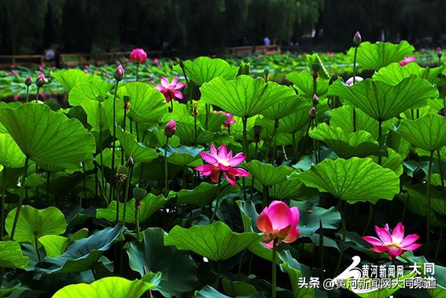 七月盛夏荷韵浓 古都大同展江南风情