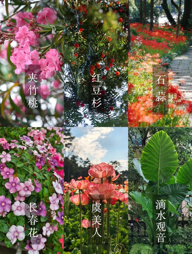 “富不富，院中树”树不是乱种的！院子种树记住三要四不要！