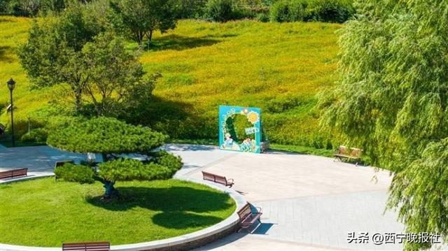 北山美丽园72亩孔雀草花朵绽放