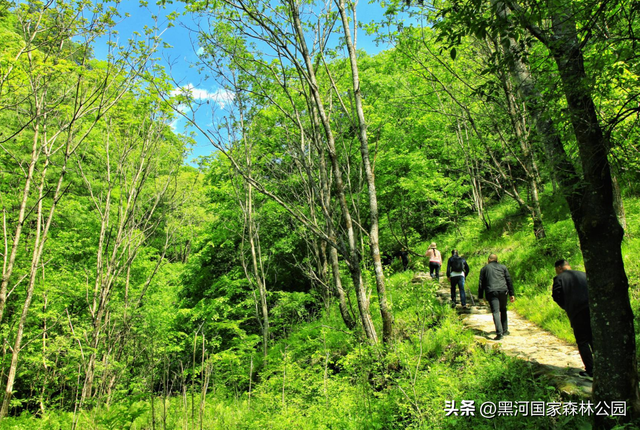 五一宝藏旅行地！2h直达秦岭天然森林氧吧