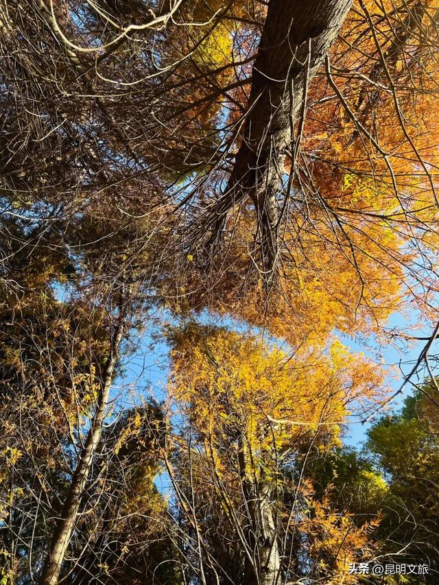 美！美美美！昆明超全水杉打卡地来袭！保姆级攻略快收藏，周末一定要冲~
