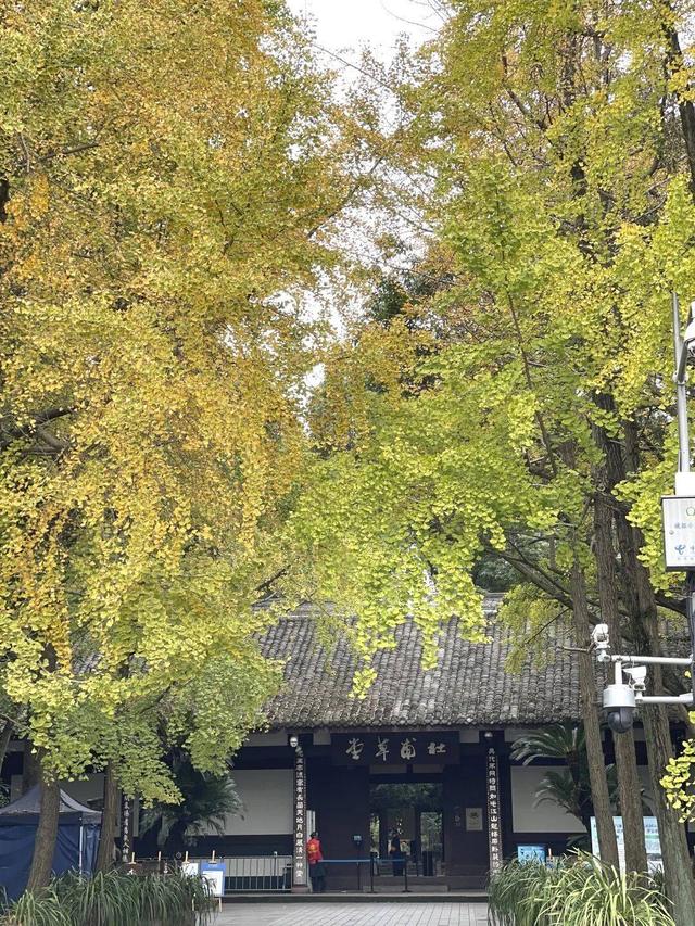 【美丽四川】寒冬将至 银杏初黄