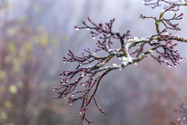 雾里的龙头山，藏着草木与溪流的私语