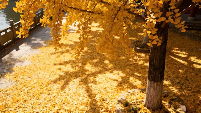 枫燃梅岭鄱湖阔，杏染豫章秋日长 —— 南昌秋游纪行