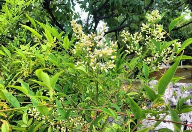“别被它骗了”：这种“竹子”其实全株有毒，却被种满了公园