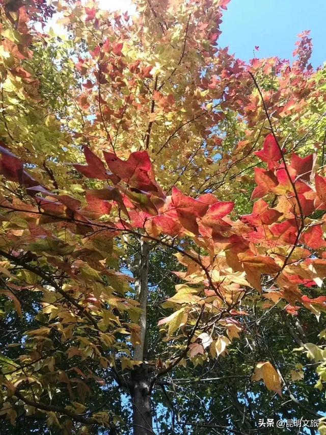 初冬氛围感出片计划，走起！昆明这份打卡攻略速速收藏→