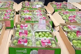 全国首批！这种特殊“猕猴桃”入境，有何独特之处？图片