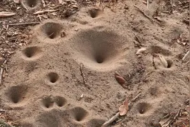 这种潜伏在沙底的可怕杀手，蚂蚁的噩梦，能活五六年，却没有肛门图片