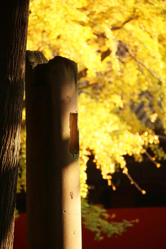 祠堂小雪 | 满地翻黄银杏叶