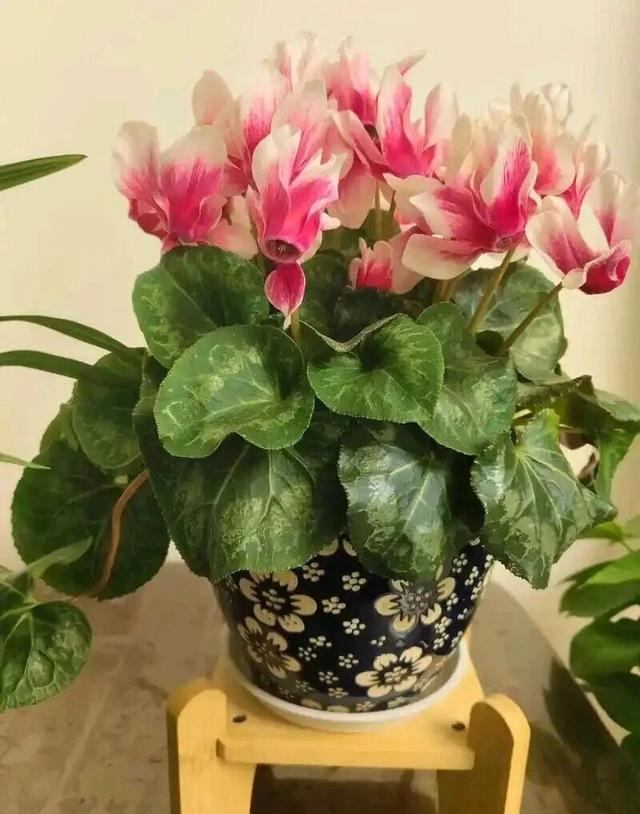 冬天就养这5种花，个个花期超长，能一直开花到夏天！