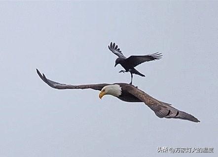 查理·芒格：瞎努力的人，最后都进了那80%的坑里