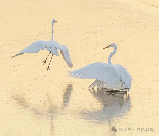 初冬,敦煌党河风情线白鹭翩跹