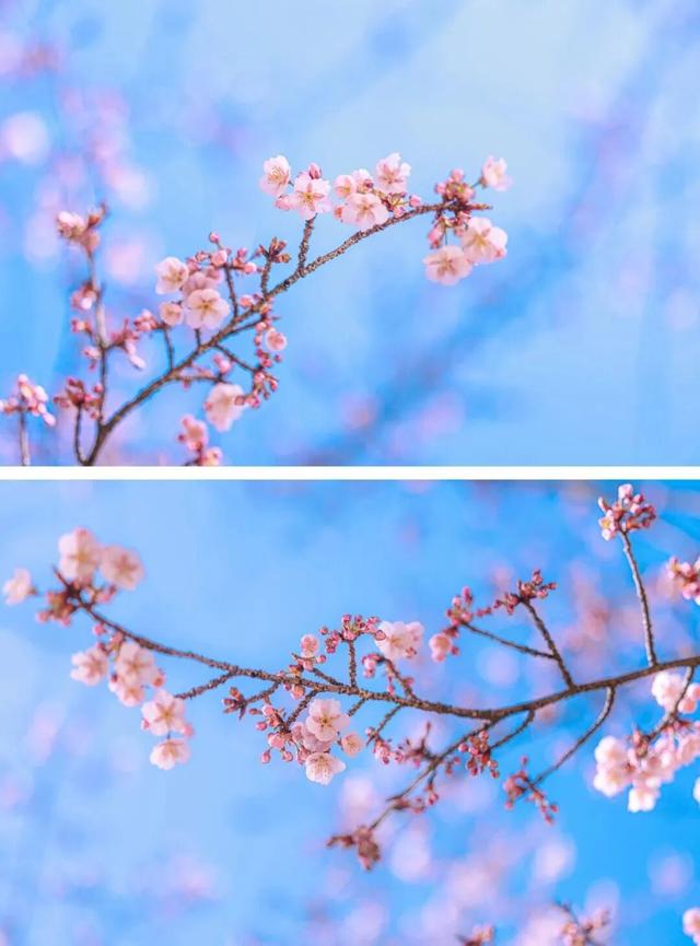 无锡顶流——鼋头渚樱花，官宣了！