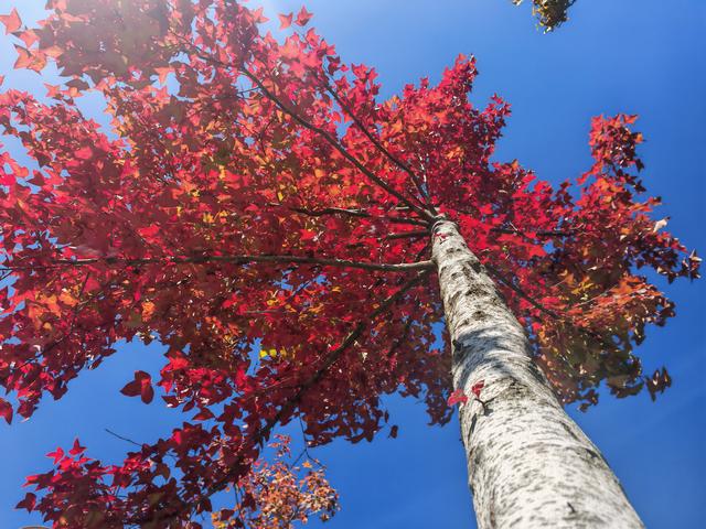 春融公园银杏黄金大道，免费打卡“冬日黄金雨”