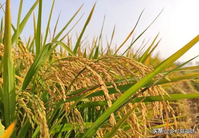 “不怕出伏晴,就怕出伏雨”,今日出伏，下雨有啥预兆？还要热多久