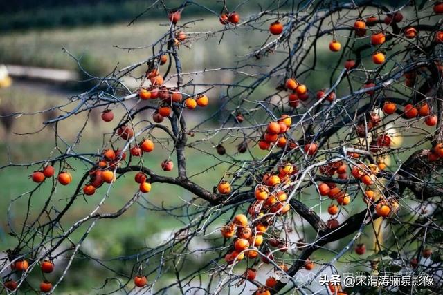 陕西渭南：远山如黛 鸟语花香 气正风顺 厚镇和石鼓山等一日游