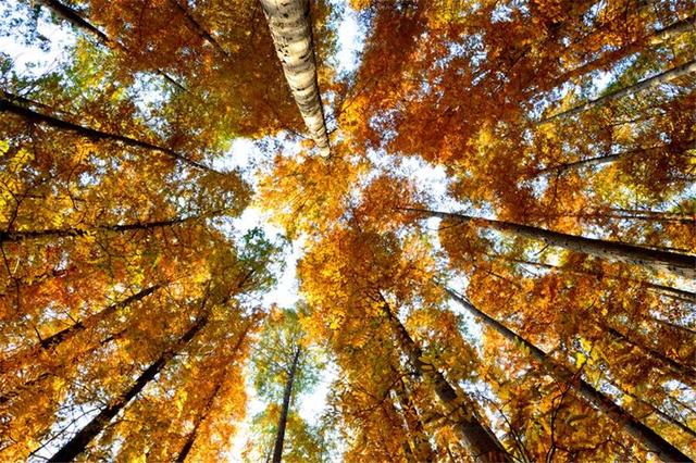 错峰出游，临朐这三程山野里的秋也很美