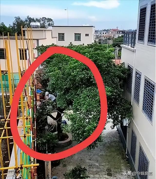 豪宅风波再次升级！全红婵夺冠仅10天，恶心的事发生了，全爸苦笑