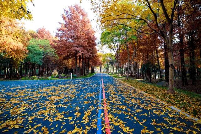 横沔公园成新晋网红打卡点，浦东5座新公园新年齐亮相