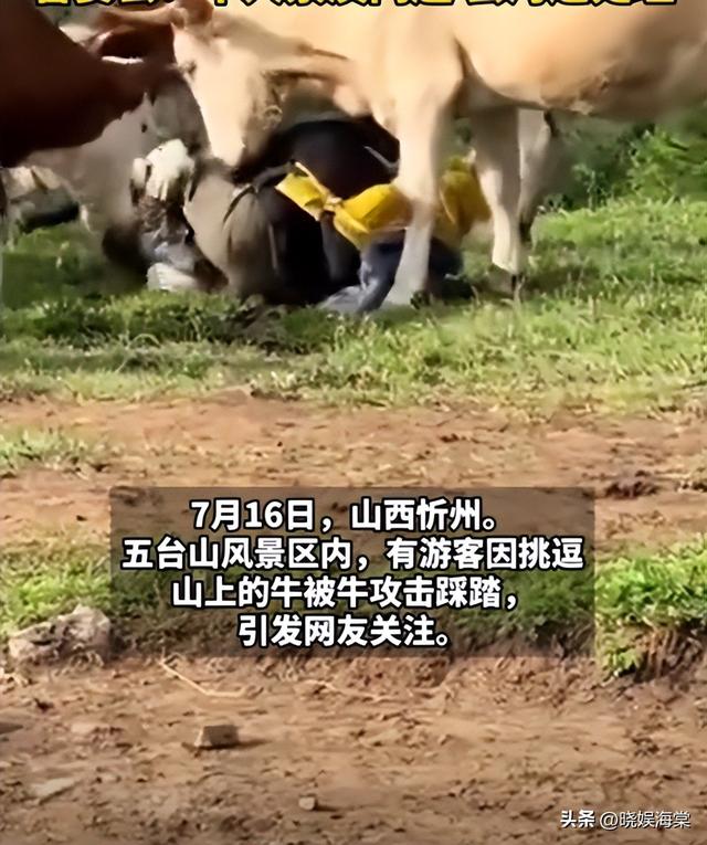 五台山游客被牛顶后：队友爆料，故意让狗挑逗小牛，当事人发声