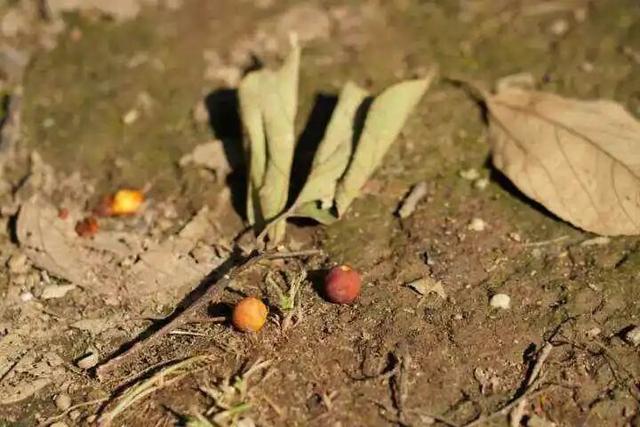 抓紧打卡！富阳人家门口的宝藏美景，错过要等明年！