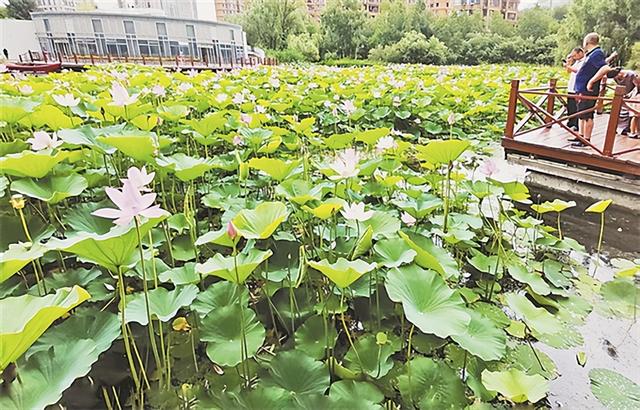 绿色文明冰城 | 冰城夏日荷花盛放 赏荷地点全攻略赶快收藏