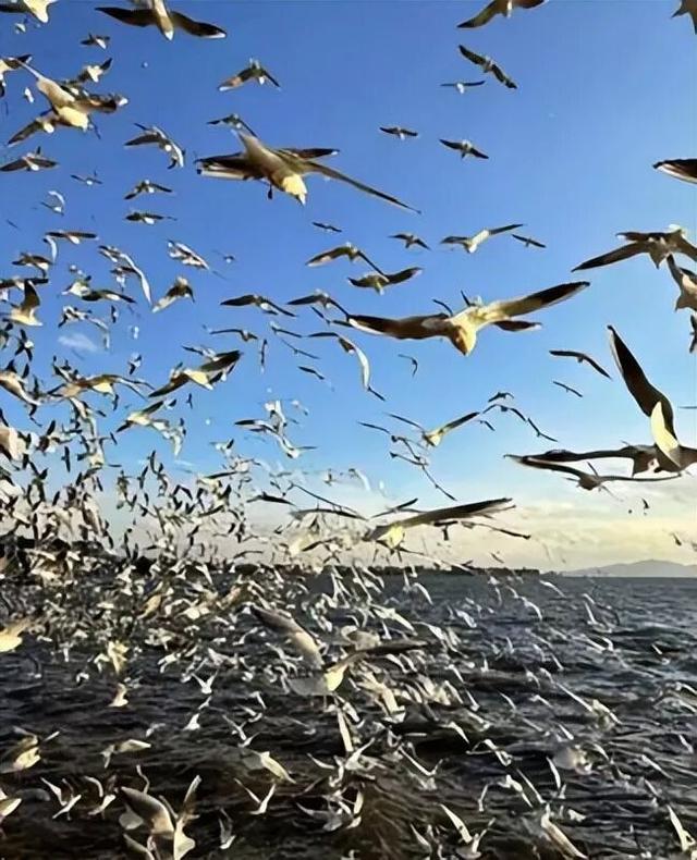 昆丽云端线，加密至每天3班！上午徜徉昆明滇池畔，下午漫步丽江古城里