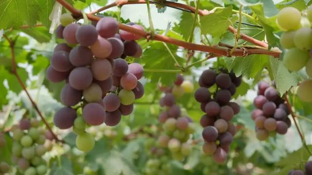 葡萄、荔枝、西瓜、莲雾……厦门夏日采摘上新啦！