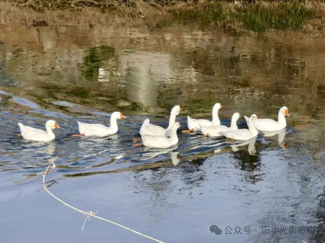 桓台融媒签约摄影师作品展：乌河骑行 见证三十年蝶变