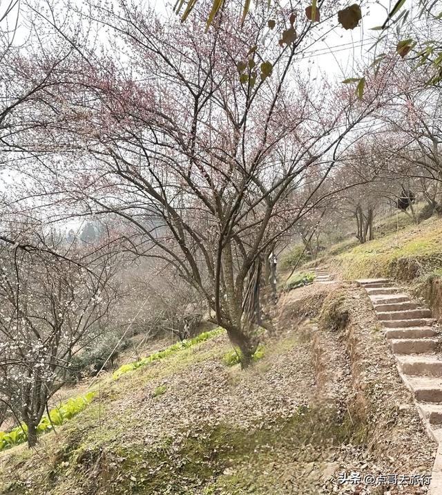 成都惊现6000亩梅林，花开成海超级壮观，免费，不要门票！
