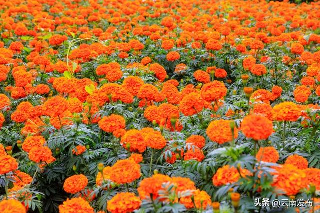 云南万寿菊花海如地毯铺满山峦