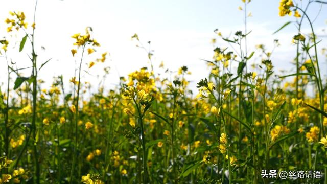 【古韵山丹风悠扬】油菜花开，山丹马场唤你来！