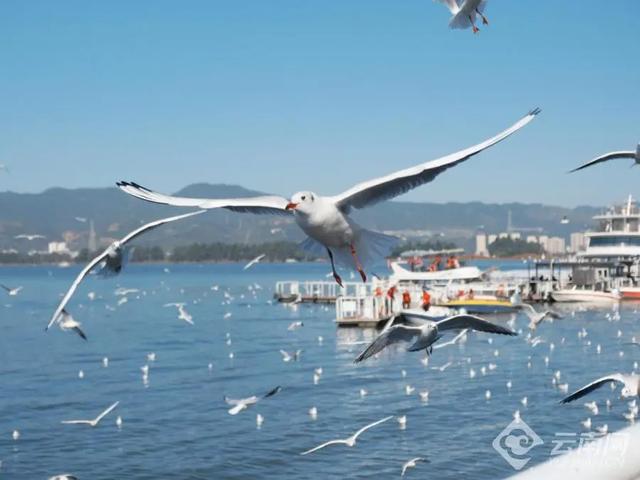 向鸥而居 心安云南