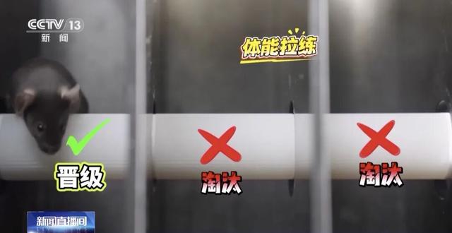 小鼠“航天员”魔鬼训练画面曝光