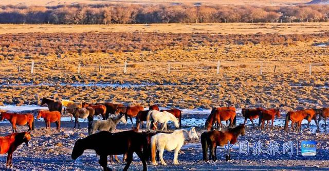 张掖山丹：冬日山丹马场风光美如画
