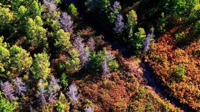 走进赤峰马鞍山林场 邂逅绚烂山林秋色
