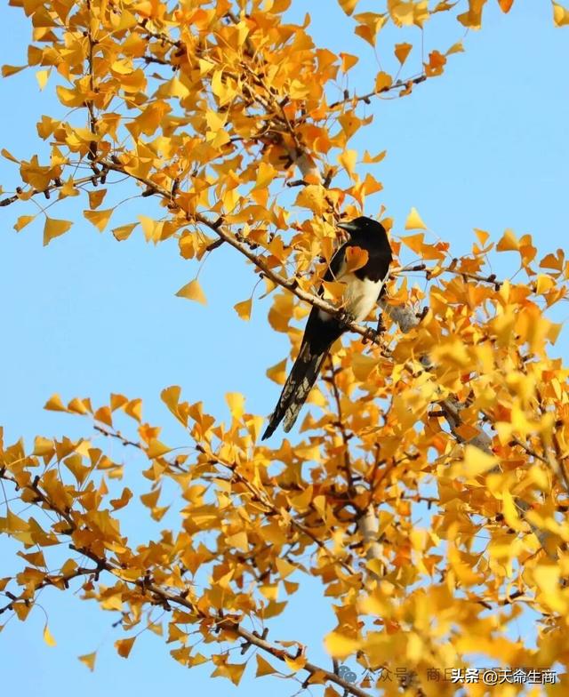 商丘日月湖景区：从来银杏不负秋
