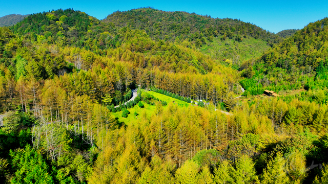 巫山梨子坪：松林初黄 静候深秋