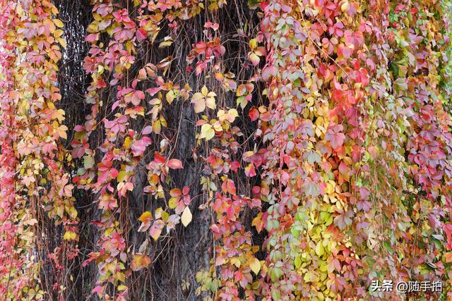 邂逅初冬美景，上海地铁11号线安亭段桥墩爬山虎红了