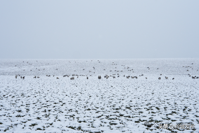 美仁初雪，八月飞白！邂逅羚城最意外的浪漫