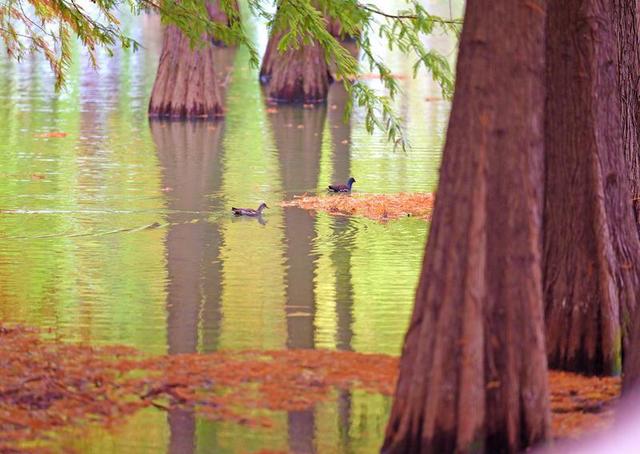 翠竹公园落羽杉林上演“色彩童话”