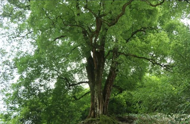 湖南1500年梓叶槭黄叶了,全国不到500株,上百年的只找到一株