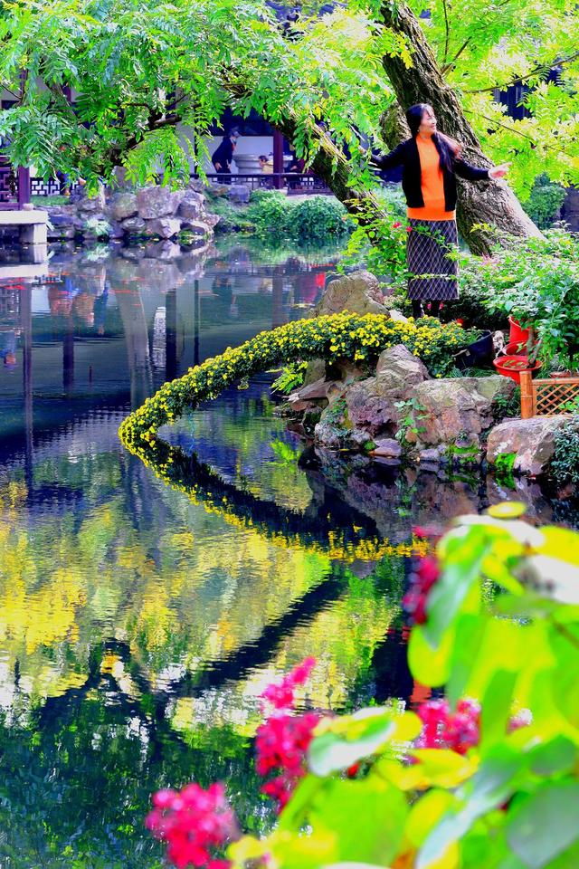 惠山古镇丨姹紫嫣红菊又来