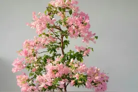 天津一太太的“三角梅花树”，仙气飘飘开满花，妥妥的视觉盛宴图片