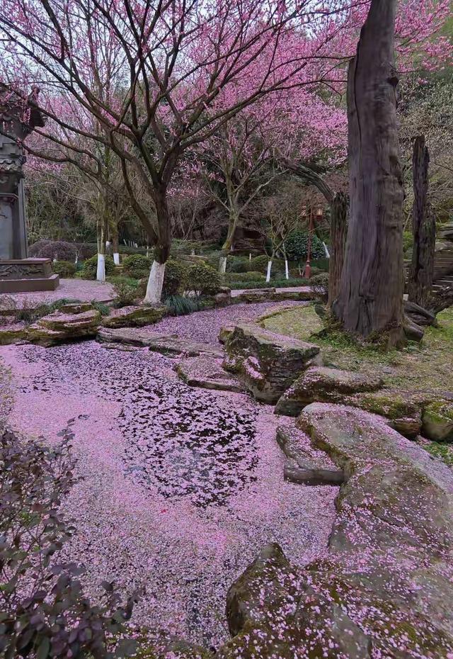 重庆冬日浪漫：3000株腊梅全开，地铁直达免费