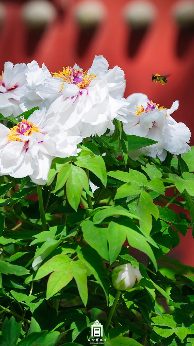 故宫的芍药牡丹，那才是真正的皇家富贵之花