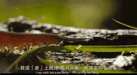 不忍直视却上头！8.9分纪录片拍 “边缘物种”，撕开自然浪漫假象